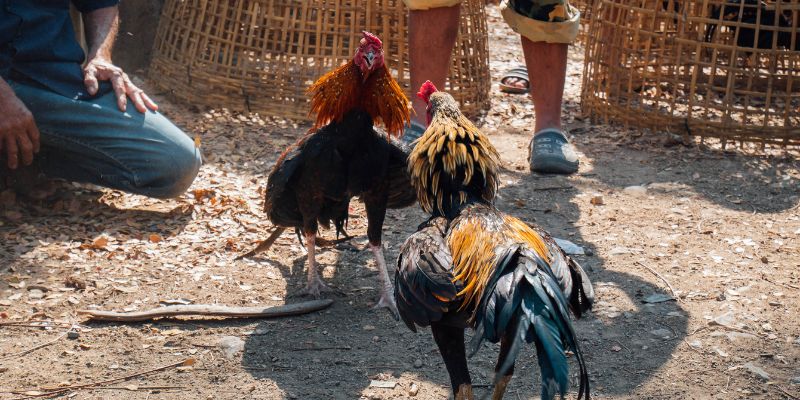 Bí quyết tham gia đá gà hiệu quả