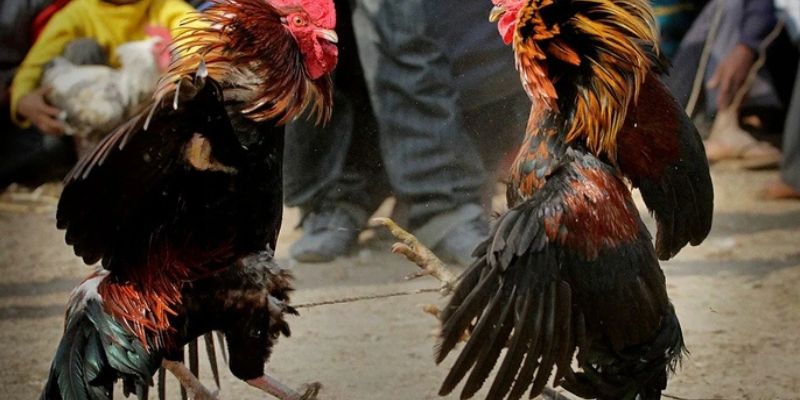 Cập nhật đá gà Vsbet
