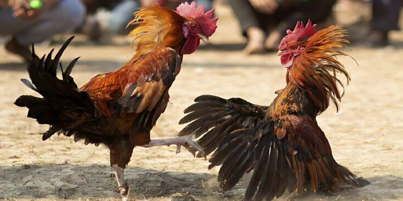 Màu mạng gà đá giúp chọn chiến kê chuẩn xác