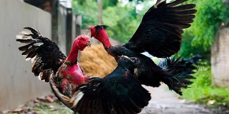 Phân tích các chiến kê giúp tăng tỷ lệ thắng