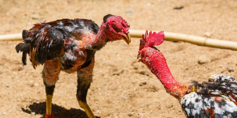 Tổng quan hình thức cược gà chiến VSBET trực tuyến